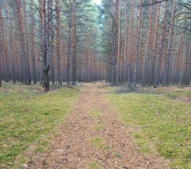 Прирезка лесных участков Кадастровые работы в Городище